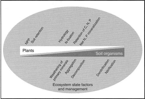 3 Rhizosphere processes contribute to a variety of ecosystem functions ...