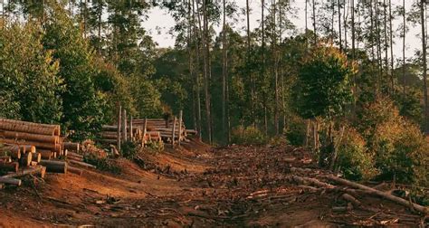 How does deforestation affect animals? | Environment Buddy