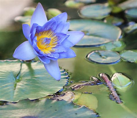 Blue Lotus Flower: Meaning and Symbolism - Mythologian