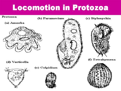 (PDF) Locomotion in protozoa | Navodita George Maurice - Academia.edu