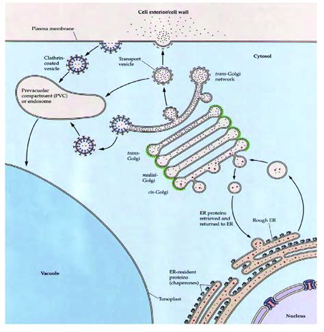 The secretory pathway for protein synthesis and sorting Proteins are ...