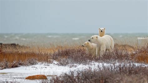 Polar bear family wallpaper - backiee