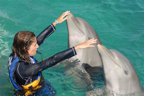 dolphin training | Flickr - Photo Sharing!