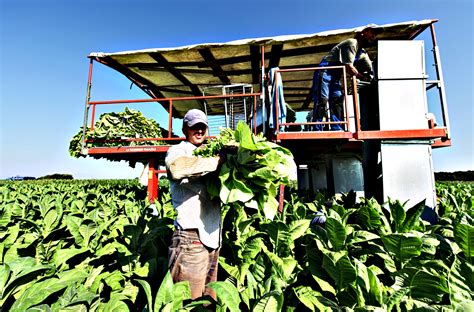 Harvesting tobacco | FT Photo Diary