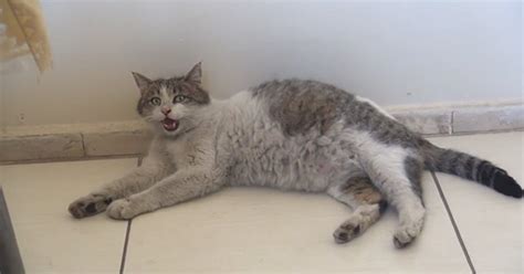 Pregnant Cat Arrives At Health Clinic In Turkey Meowing For Some Help