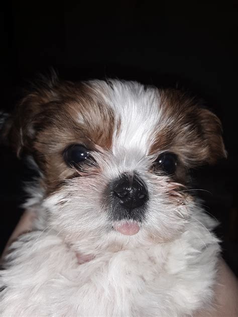 Shorkie Puppies For Sale | Grand Rapids, MI #289258