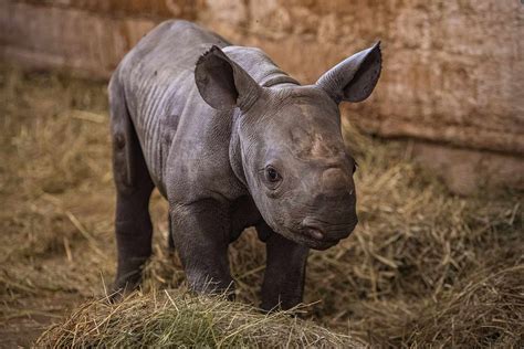 Endangered Baby Rhino Born at Czech Zoo Named Kyiv