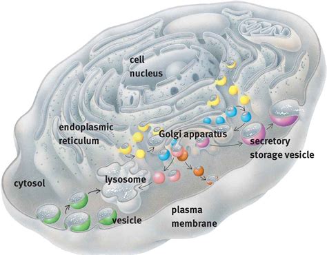 Figure 1.3. Lysosomes, the Endoplasmic Reticulum, and the Golgi Apparatus