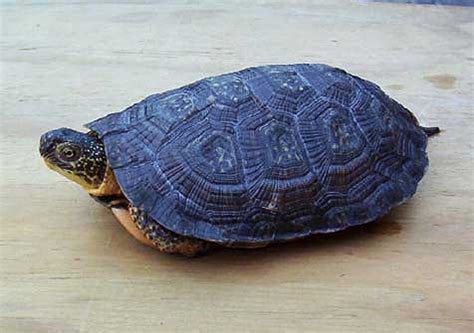 Hybrid Blanding's x Wood Turtle @ WoodTurtle.com