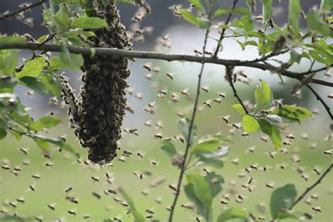 What should I do if bees are swarming near my home?