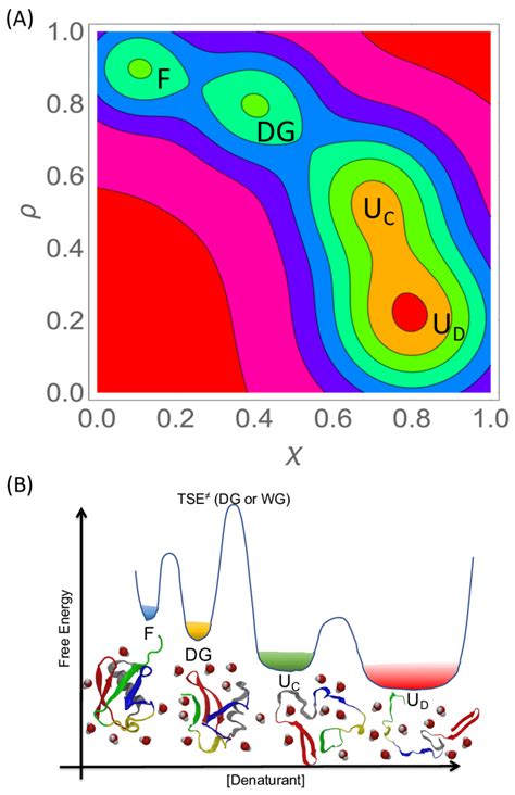 Box 1 Figure. (A) Folding landscape of a globular protein projected ...