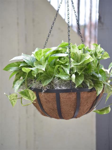 Best Outdoor Hanging Plants for Spring | HGTV