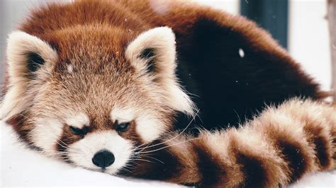 animals red panda snow Wallpapers HD / Desktop and Mobile Backgrounds