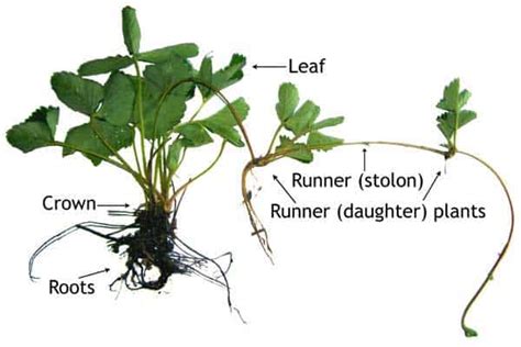 Strawberry Plant: The Complete Guide (Updated 2021)