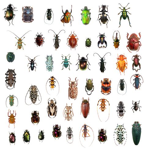 Beetles And Wasps Vie For Title of Most Diverse Critter | NCPR News