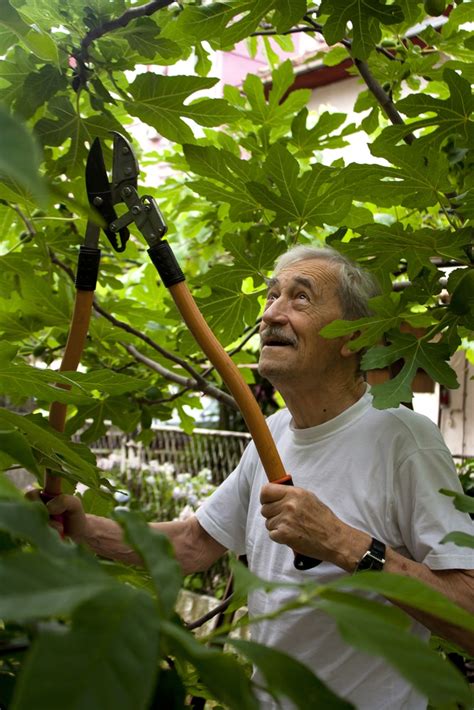 Pruning Fig Trees » Tips on Why and How