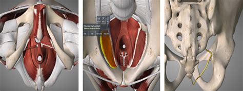 Pelvic Floor Dysfunction + Dry Needling