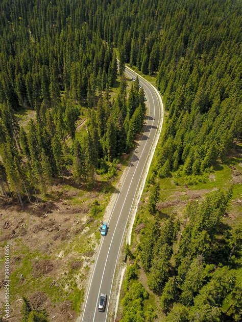 Aerial drone view above Transalpina Road, winding through the dense fir ...