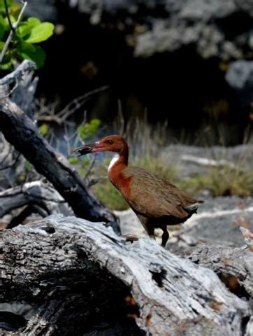 New research into flightlessness in the Aldabra rail indicates it could ...