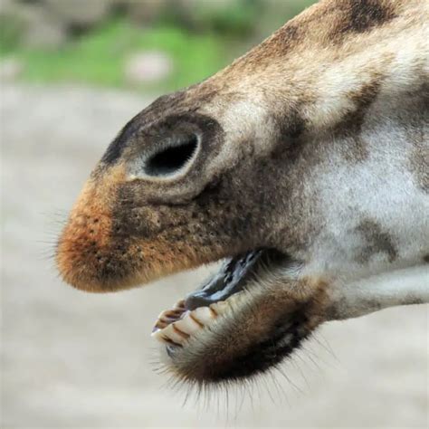 Do Giraffes Have Teeth? How Do They Eat?