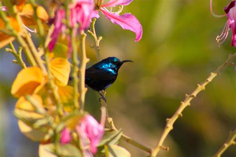 Purple sunbird (male) Birds, Male, Purple, Animals, Animales, Animaux ...