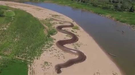 Amazon Snake Bigger Than Anaconda