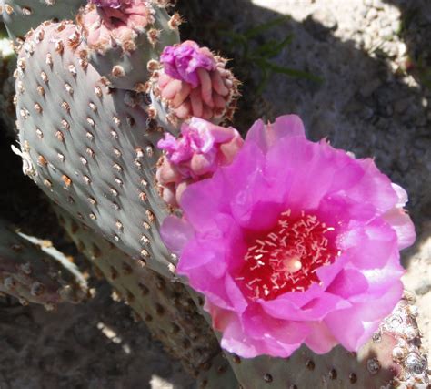 RV Chuckles: Arizona Desert Flowers