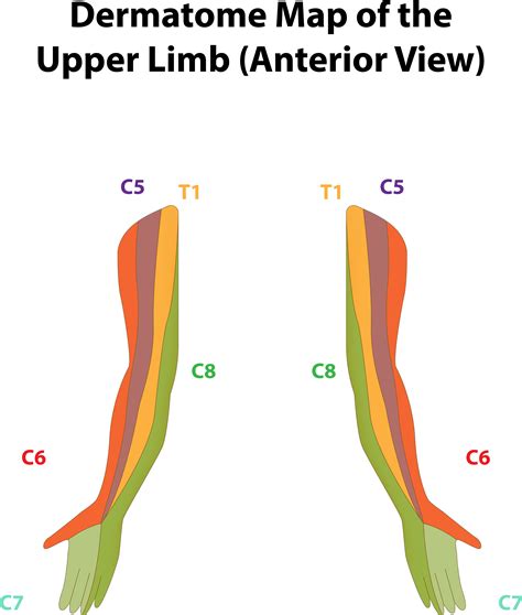 Trapped Nerves in the Neck | Bakewell Osteopathy Clinic