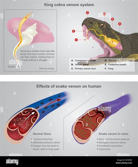 King cobra venom system. Venomous snakes have tube-like fangs that ...