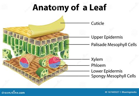 Leaf Anatomy. Vector Diagram. | CartoonDealer.com #89533370