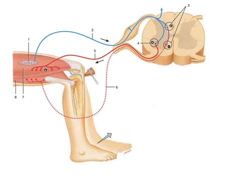 Ch. 19 patellar reflex Diagram | Quizlet