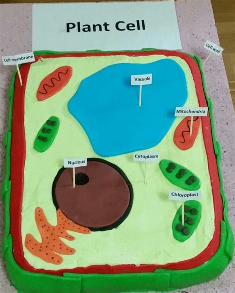 Plant Cell And Animal Cell Model