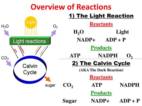 PPT - ATP & Photosynthesis PowerPoint Presentation, free download - ID ...