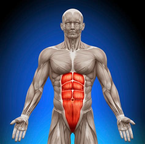 Body facts: the abdominal muscles and their function ~ fitness for muscle