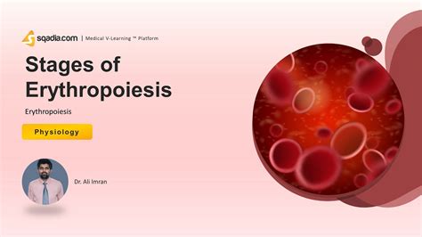 Erythropoiesis - Stages of Erythropoiesis