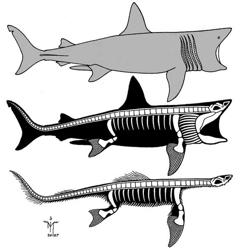 Image - 21.Basking shark-plesiosaur.jpg | Cryptid Wiki | FANDOM powered ...