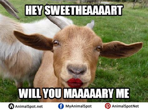 Goat Memes