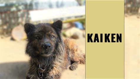 Kai Ken – 12 Dog Breed Information You Must Know - Petmoo