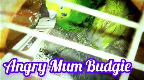 Budgie Making a Angry Sound! Angry Budgie! Budgies Sound! Parakeet ...