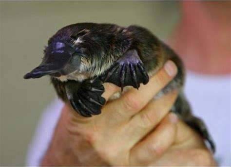 Baby Platypus puggle at Healesville Sanctuary