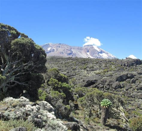 Mount Kilimanjaro Hiking Experiences | Oserok Trips