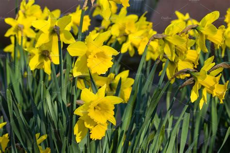 Yellow daffodil flowers blooming stock photo containing agriculture and ...