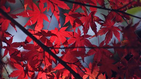 Red Leaf Wallpaper - WallpaperSafari