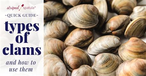 Types of Clams and How to Use Them - Striped Spatula