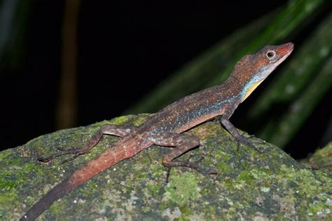 The Anole Community Of Los Tuxtlas, Mexico - Anole Annals