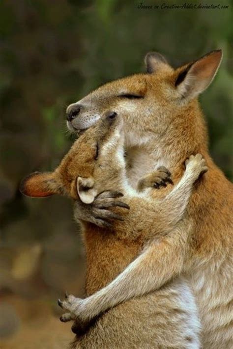 21 Animal hugging pictures (21 pics) | Amazing Creatures