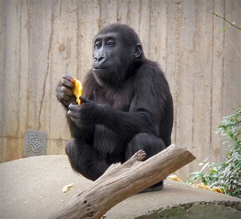 Baby Gorilla at the National Zoo 11/23/11