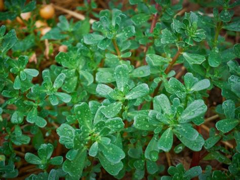 Growing Purslane: How To Grow Edible Purslane In The Garden