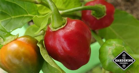 How to Grow Habanero Peppers - Gardening Channel