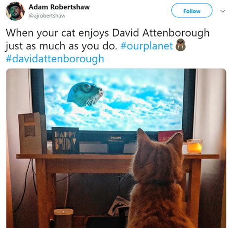 15 Cats Who Just Can't Stop Watching The New "Our Planet" Documentary ...